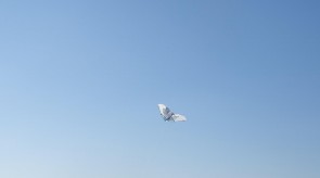 DSC02289_1.JPG