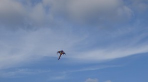 DSC07665.JPG