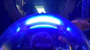 IMG_9597_1.JPG