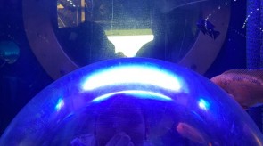 IMG_9598_1.JPG